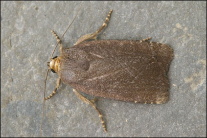Amphipyra tetra (Fabricius, 1787) - ����� �����