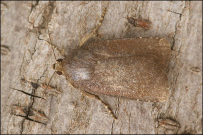 Amphipyra tetra (Fabricius, 1787) - ����� �����