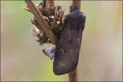 Aporophyla nigra (Haworth, 1809) -  