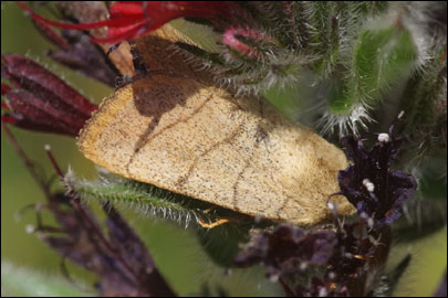 Charanyca trigrammica (Hufnagel, 1766) - ����� ����������
