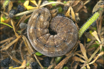 Chersotis margaritacea (de Villers, 1789) - Совка жемчужная