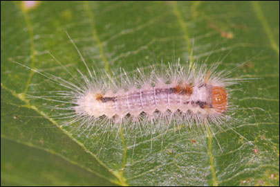 Colocasia coryli (Linnaeus, 1758) - ����� ��������