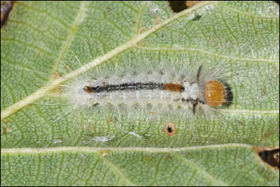Colocasia coryli (Linnaeus, 1758) - ����� ��������