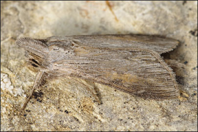 Cucullia dracunculi (Hubner, [1813]) - ����������� ������������