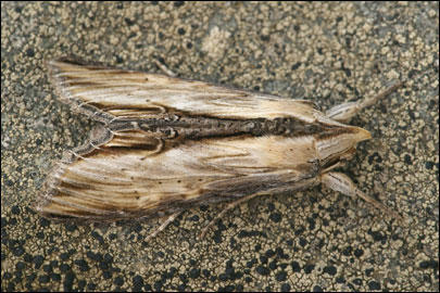 Cucullia lychnitis Rambur 1833 - Капюшонница буро-серая
