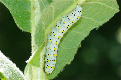 Cucullia verbasci (Linnaeus, 1758) - ����������� �����������