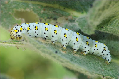 Cucullia verbasci (Linnaeus, 1758) - ����������� �����������