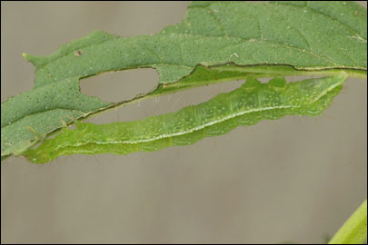 Diachrysia chrysitis (Linnaeus, 1758) -  