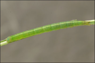 Epimecia ustula (Freyer, [1835]) -  