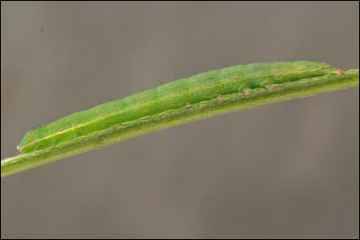 Epimecia ustula (Freyer, [1835]) -  