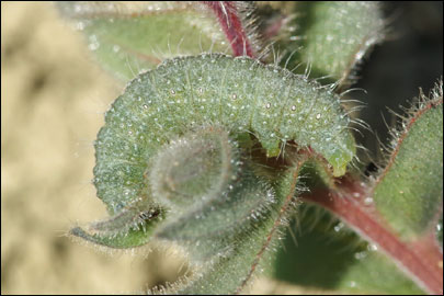 Euchalcia consona (Fabricius, 1787) - ������������ �����������