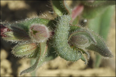 Euchalcia consona (Fabricius, 1787) - ������������ �����������