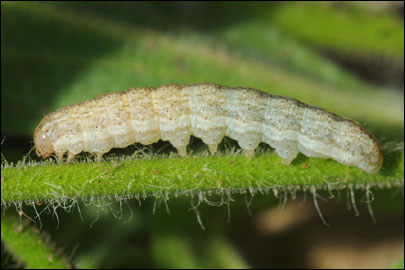 Hadena albimacula (Borkhausen, 1792) - ����� �������������