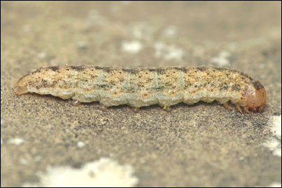 Hadena albimacula (Borkhausen, 1792) - ����� �������������