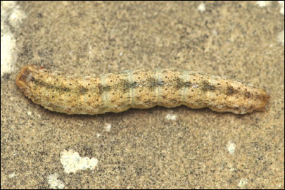 Hadena albimacula (Borkhausen, 1792) - ����� �������������