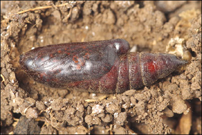 Hadena albimacula (Borkhausen, 1792) - ����� �������������