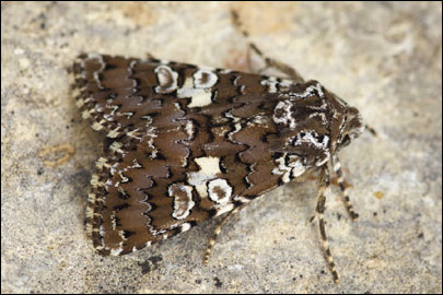 Hadena albimacula (Borkhausen, 1792) - ����� �������������