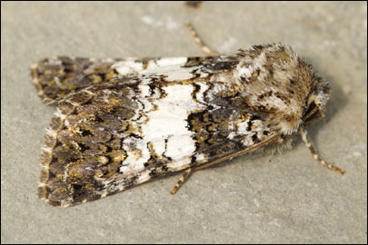 Hadena compta ([Denis & Schiffermuller], 1775) - ����� ����������