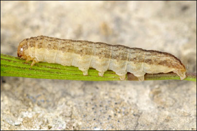 Hadena compta ([Denis & Schiffermuller], 1775) - ����� ����������