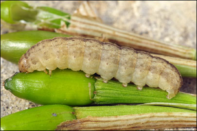 Hadena compta ([Denis & Schiffermuller], 1775) - ����� ����������