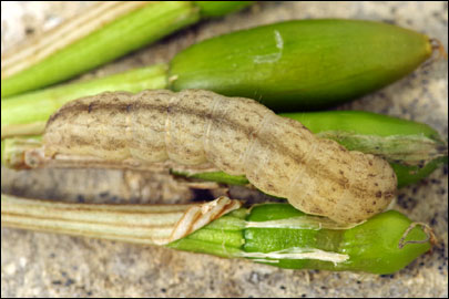 Hadena compta ([Denis & Schiffermuller], 1775) - ����� ����������