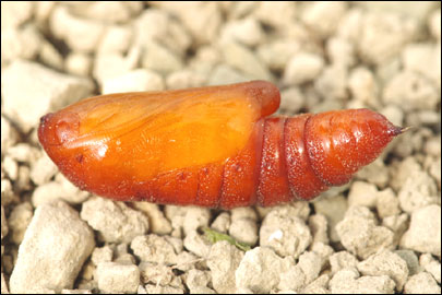 Hadena compta ([Denis & Schiffermuller], 1775) - ����� ����������