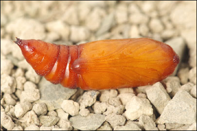 Hadena compta ([Denis & Schiffermuller], 1775) - ����� ����������