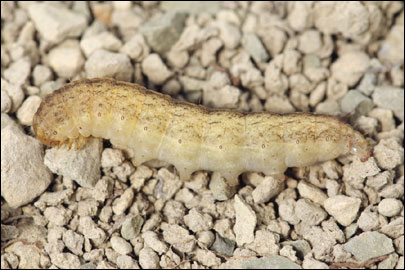 Hadena compta ([Denis & Schiffermuller], 1775) - ����� ����������