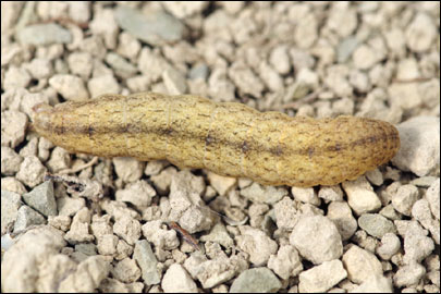 Hadena compta ([Denis & Schiffermuller], 1775) - ����� ����������