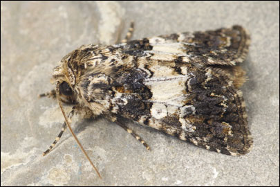 Hadena compta ([Denis & Schiffermuller], 1775) - ����� ����������