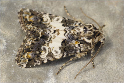 Hadena compta ([Denis & Schiffermuller], 1775) - ����� ����������