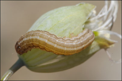 Hadena perplexa ([Denis & Schiffermuller], 1775) - ����� �����������