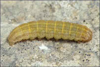 Hadena perplexa ([Denis & Schiffermuller], 1775) - ����� �����������