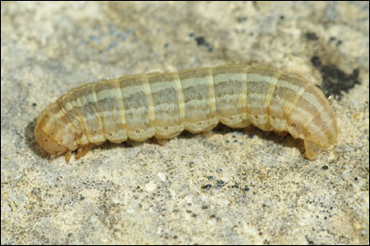 Hadena perplexa ([Denis & Schiffermuller], 1775) - ����� �����������