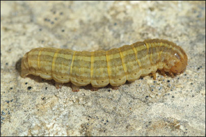 Hadena perplexa ([Denis & Schiffermuller], 1775) - ����� �����������