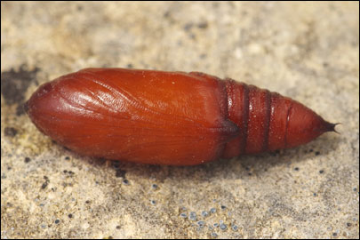 Hadena perplexa ([Denis & Schiffermuller], 1775) - ����� �����������