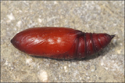 Hadena perplexa ([Denis & Schiffermuller], 1775) - ����� �����������