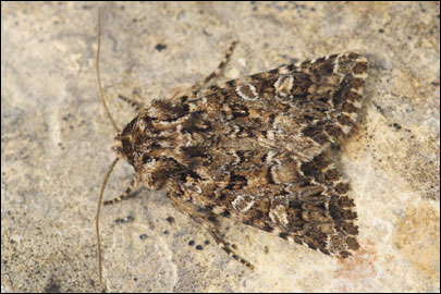 Hadena perplexa ([Denis & Schiffermuller], 1775) - ����� �����������