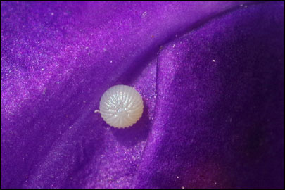 Hecatera cappa (Hubner, [1809]) - ����� �����