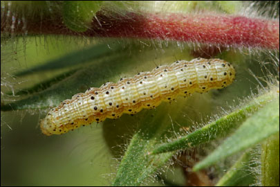 Helicoverpa armigera (Hubner, [1808]) - ����� ���������