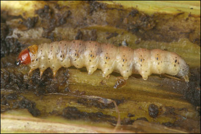 Hydraecia petasitis Doubleday, 1847 -  
