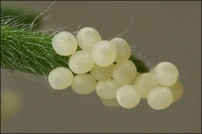 Lacanobia blenna (Hubner, [1824]) -  ---