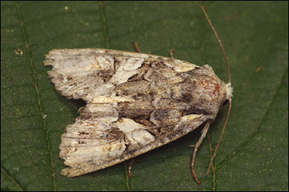 Lacanobia contigua ([Denis & Schiffermuller], 1775) - ����� �����