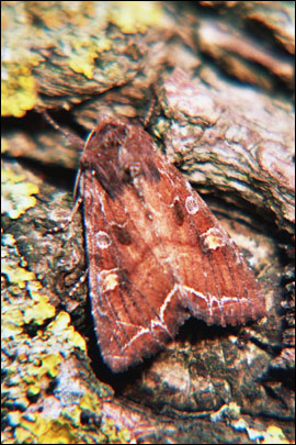 Lacanobia oleracea (Linnaeus, 1758) -  