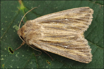 Leucania comma (Linnaeus, 1761) - ����� �������