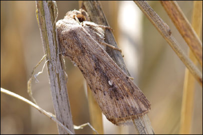 Leucania punctosa (Treitschke, 1825) -  