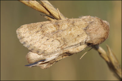 Luperina rubella (Duponchel, 1835) - ����� �����������������