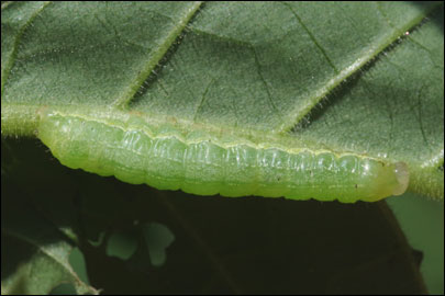 Mamestra brassicae (Linnaeus, 1758) -  