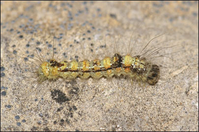 Moma alpium (Osbeck, 1778) - ����������� ���������