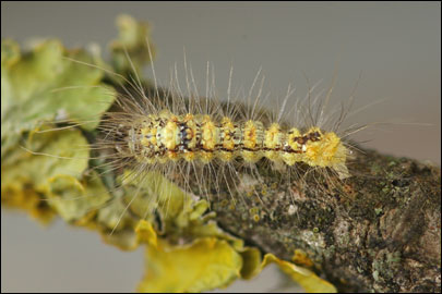 Moma alpium (Osbeck, 1778) - ����������� ���������